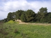 Scenery Felanitx Mallorca. 41